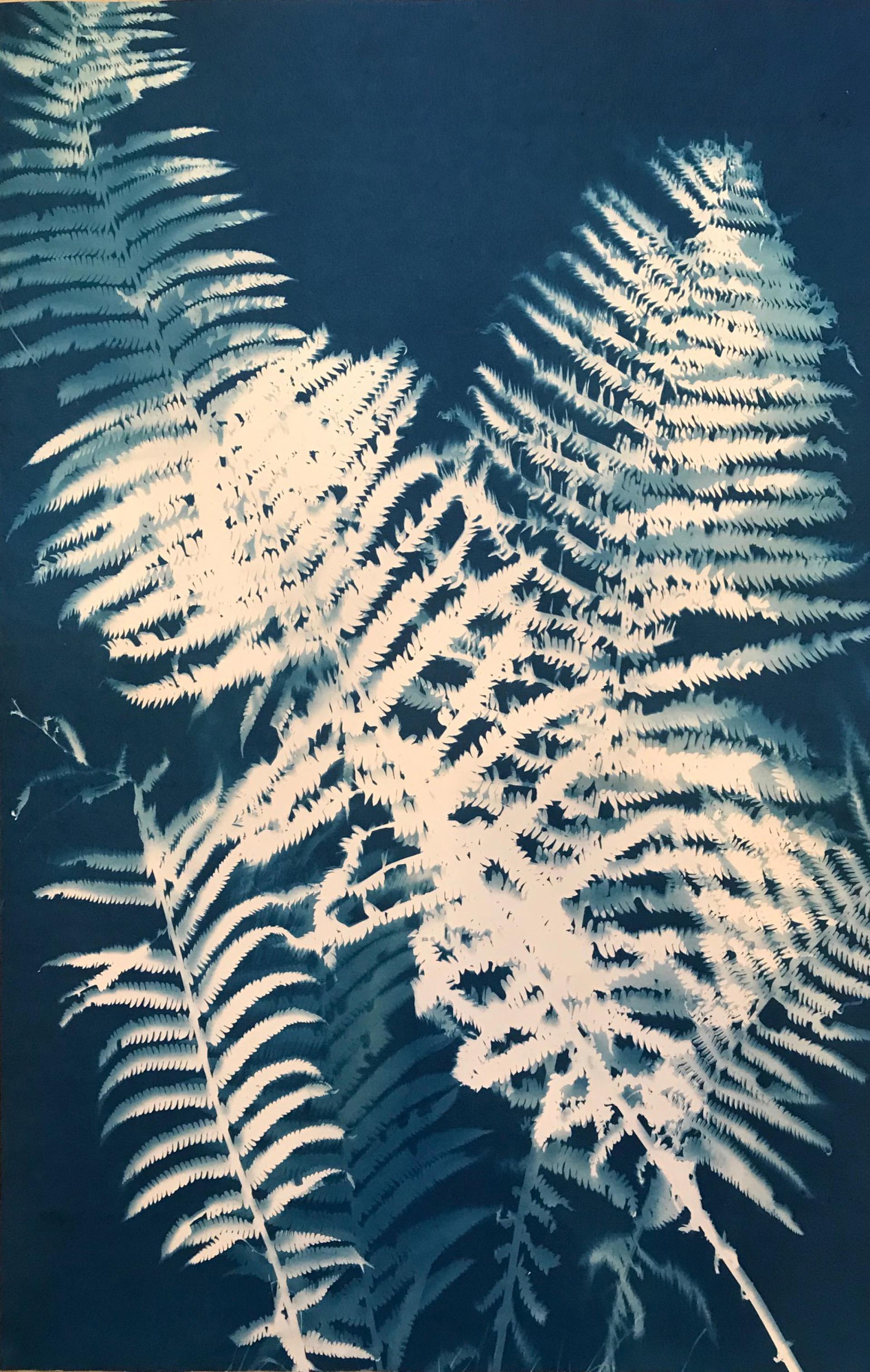 Plant Shadows Cyanotypes by Joan Dix Blair Berkshire Botanical